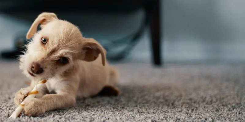 Dog on a durable pet friendly carpet floor installed in North Las Vegas, NV