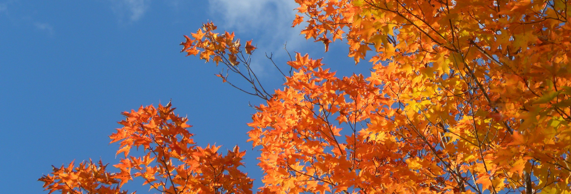 Fall Leaves